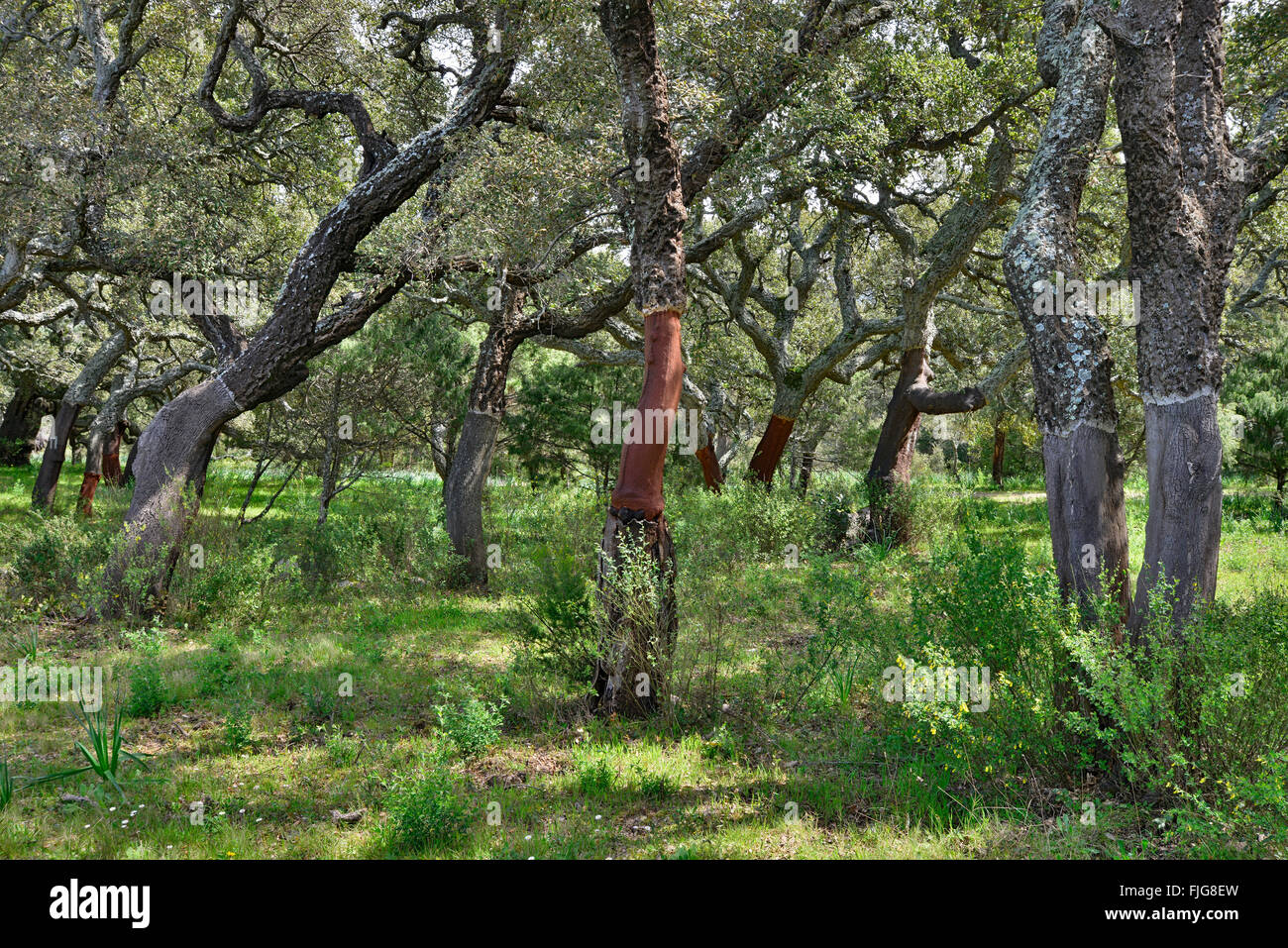 Le querce da sughero (Quercus suber), Sardegna, Italia Foto Stock