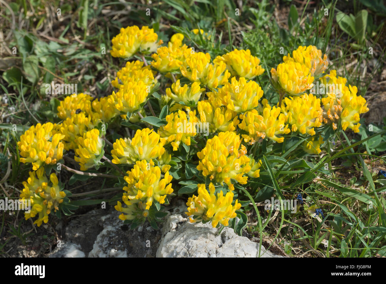 Rene alpino veccia (vulneraria Anthyllis alpestris), Alp Trida Samnaun del Cantone dei Grigioni, Svizzera Foto Stock