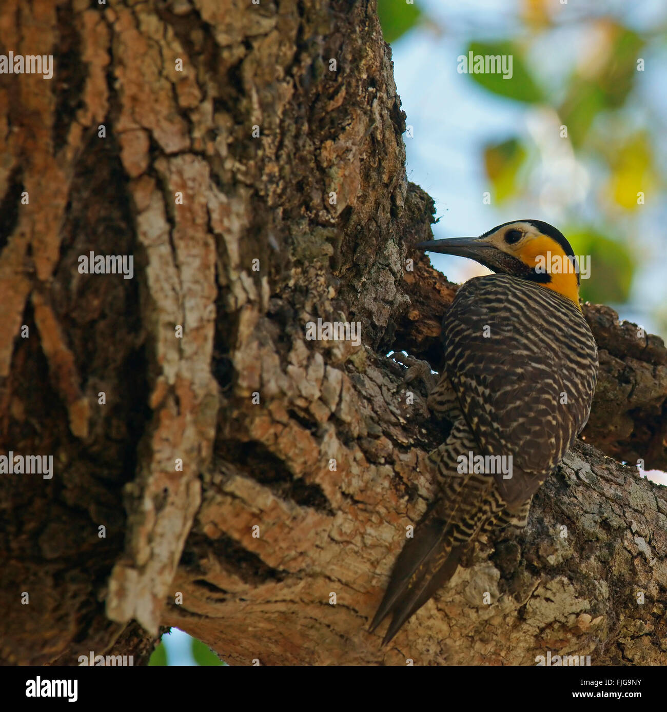 Campo sfarfallio (Colaptes campestris) appollaiato su un tronco di albero, Pantanal, Mato Grosso, Brasile Foto Stock