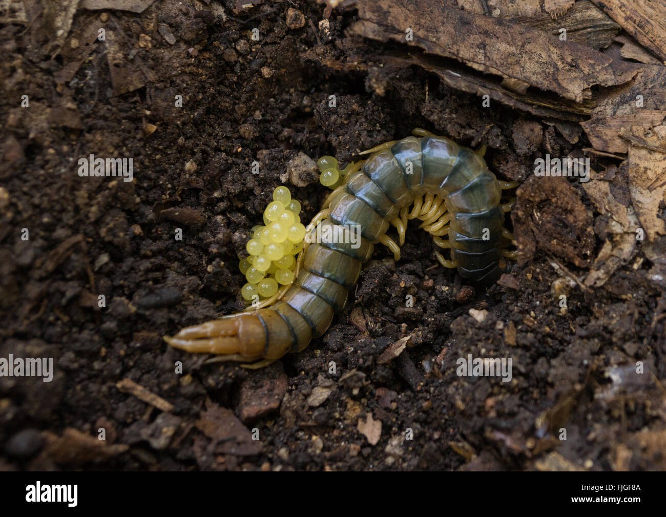 Primo piano di centipede con uova / larve nel suolo Foto Stock