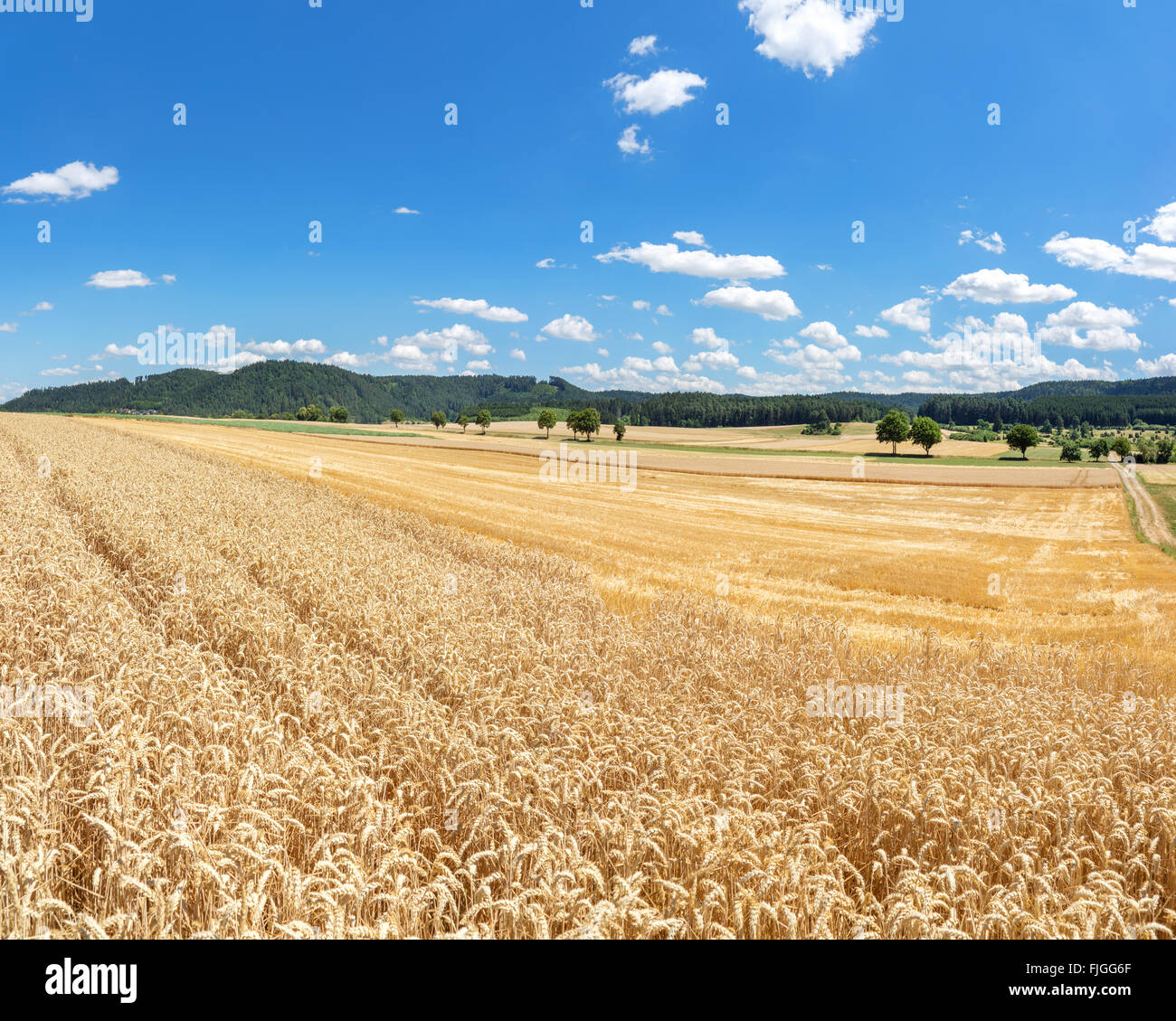 Vista su un maturo campo di grano e un campo di stoppie in un paesaggio rurale con bianco e blu cielo Foto Stock
