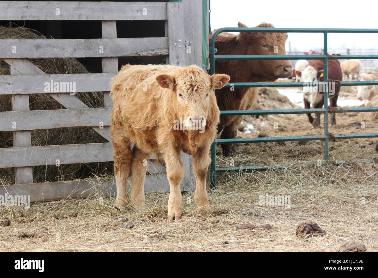 Giovane vitello in piedi sulla parte esterna di un feed- area di trasferimento, Foto Stock