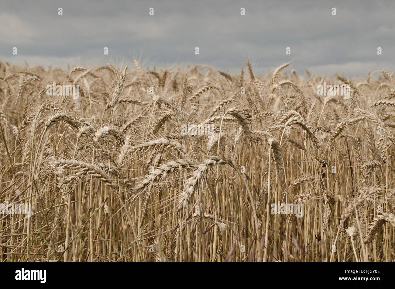 Golden campo di grano nelle soleggiate giornate estive Foto Stock