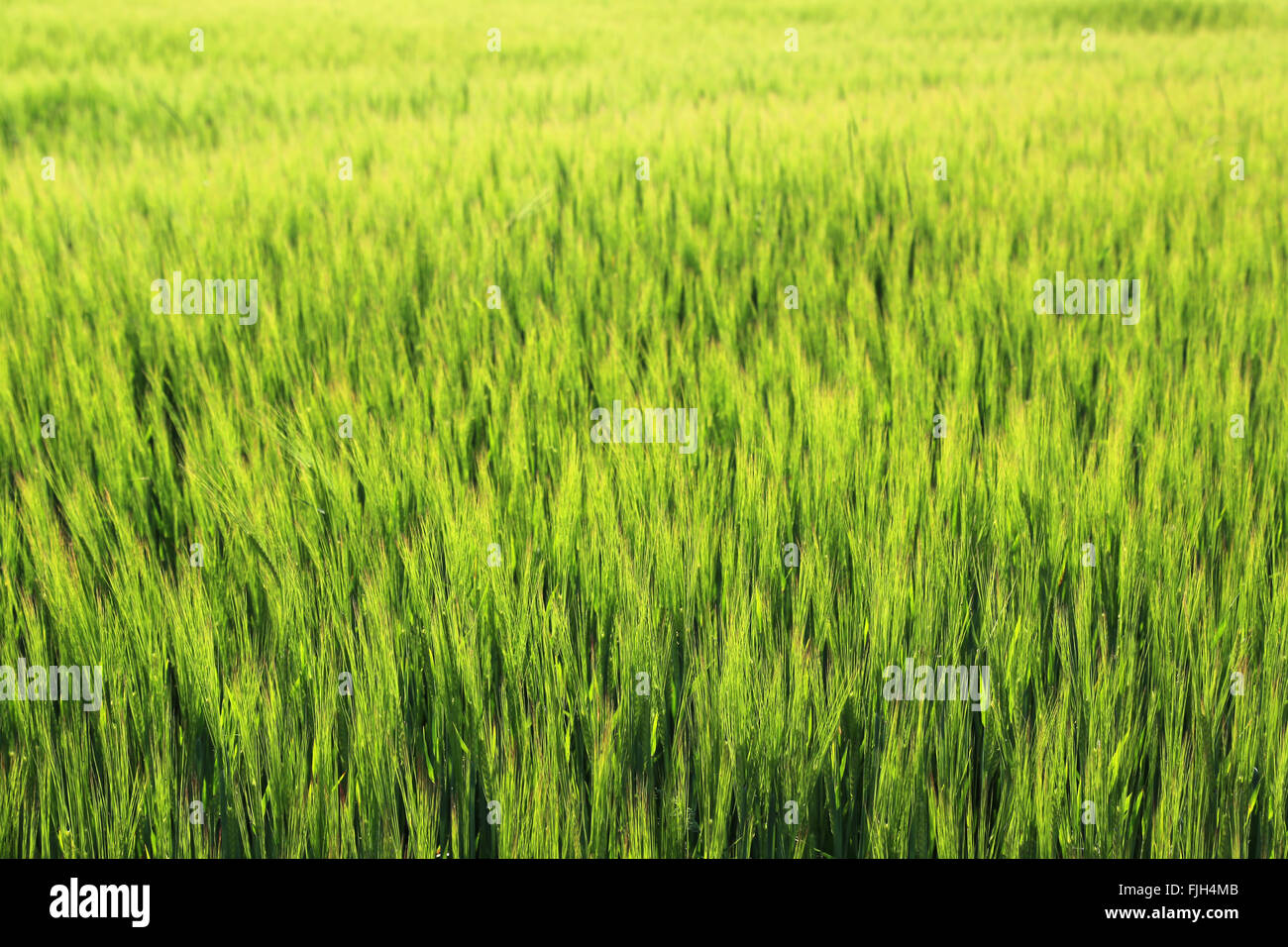 Sfondo verde di orzo che soffia in una brezza, soft focus. Foto Stock