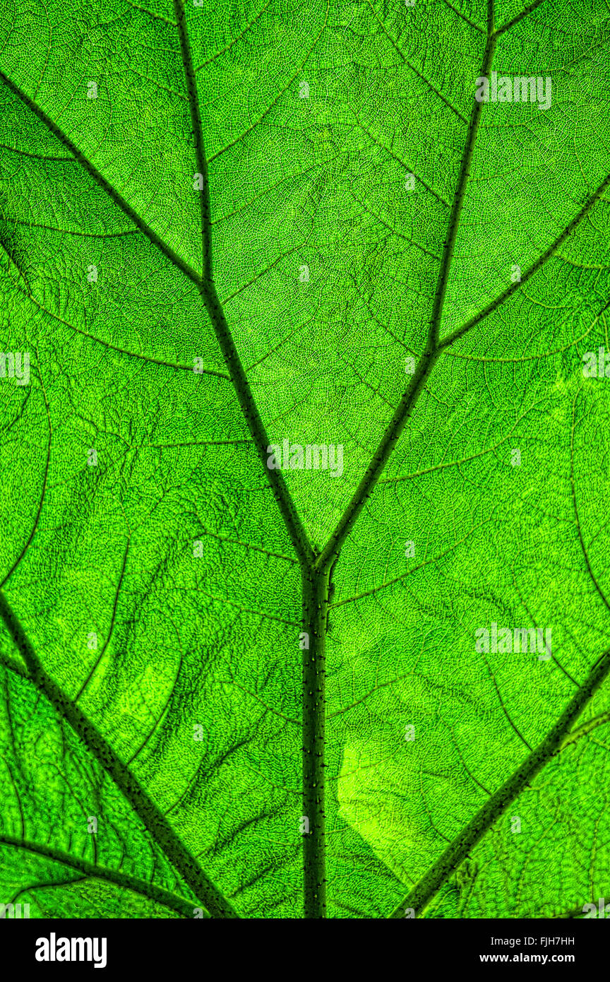 Foglia di Gunnera Foto Stock