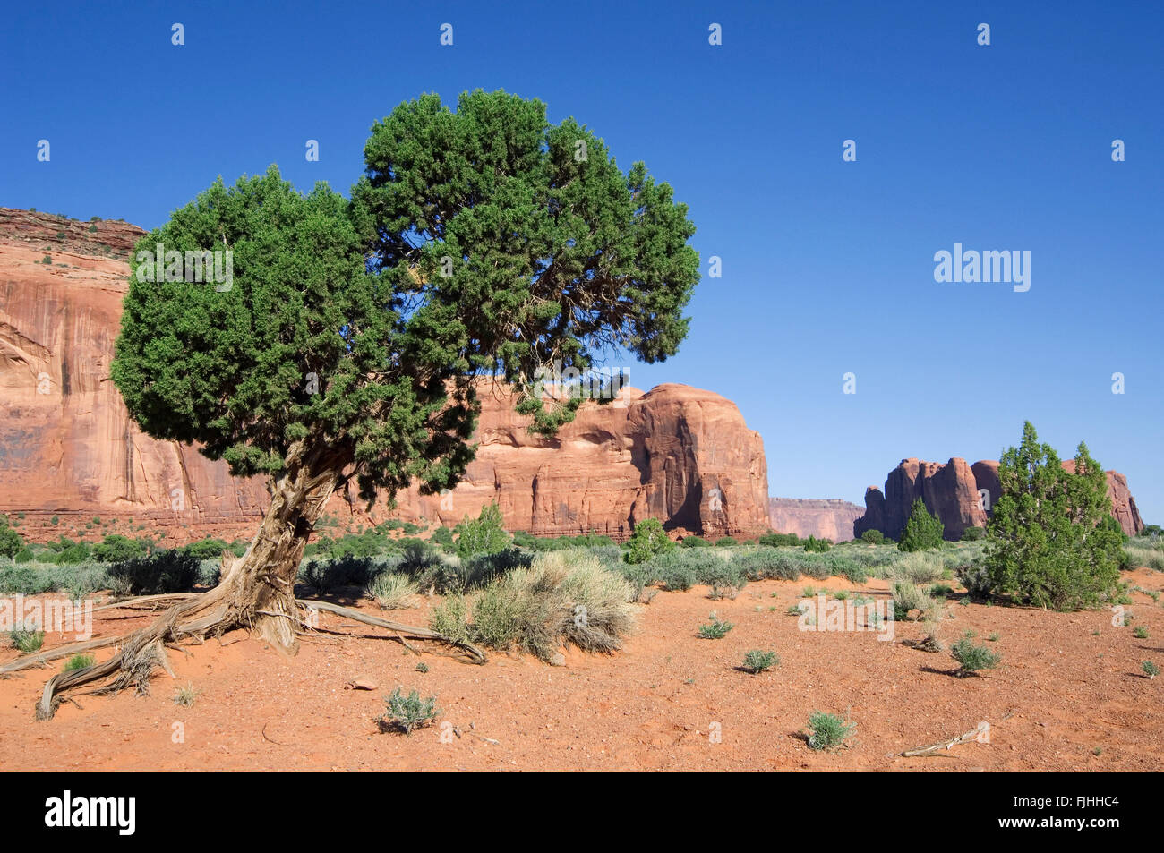 Utah ginepro (Juniperus osteosperma / Juniperus utahensis) nel parco tribale Navajo Monument Valley, Arizona, Stati Uniti d'America Foto Stock