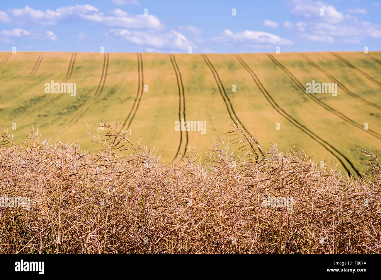 Ampio campo di mais in una giornata di sole Foto Stock