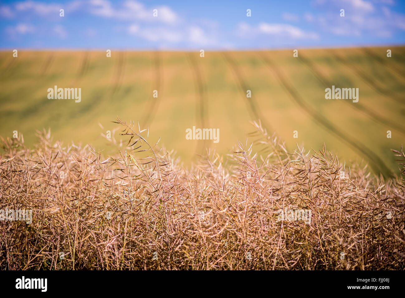 Ampio campo di mais in una giornata di sole Foto Stock