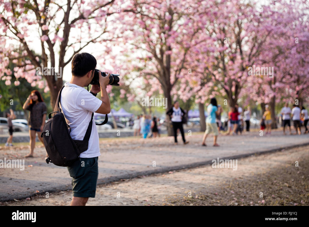 Traveler di scattare una foto di fiori ciliegio tree in vacanza Foto Stock