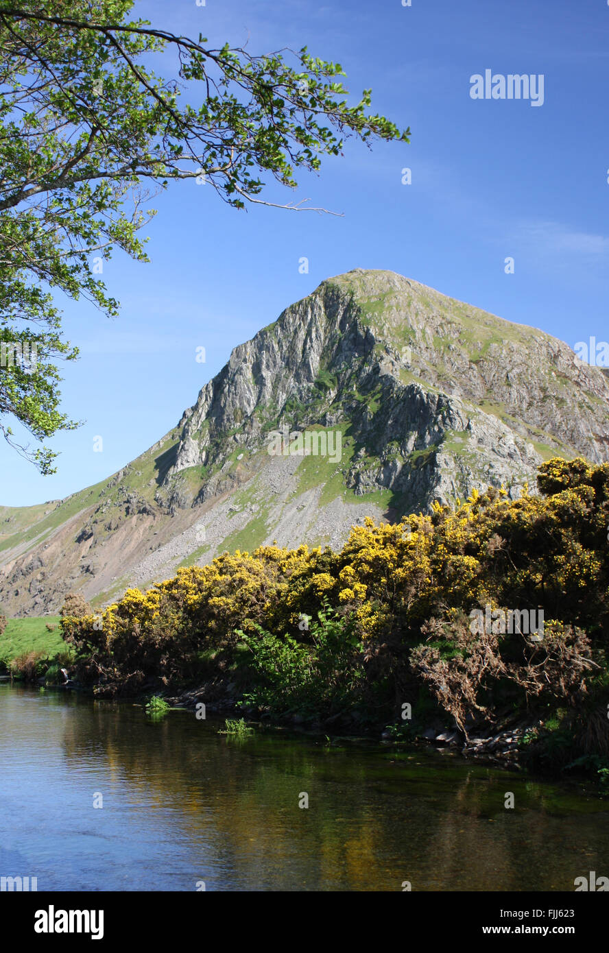 Craig Yr Aderyn e fiume Dysynni con giallo gorse vicino Tywyn Galles Centrale Foto Stock