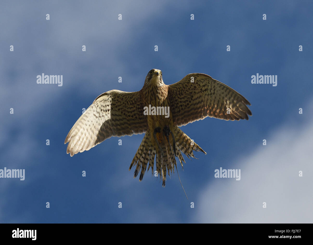 Comune di Gheppio Falco tinnunculus europee di uccelli rapaci Foto Stock