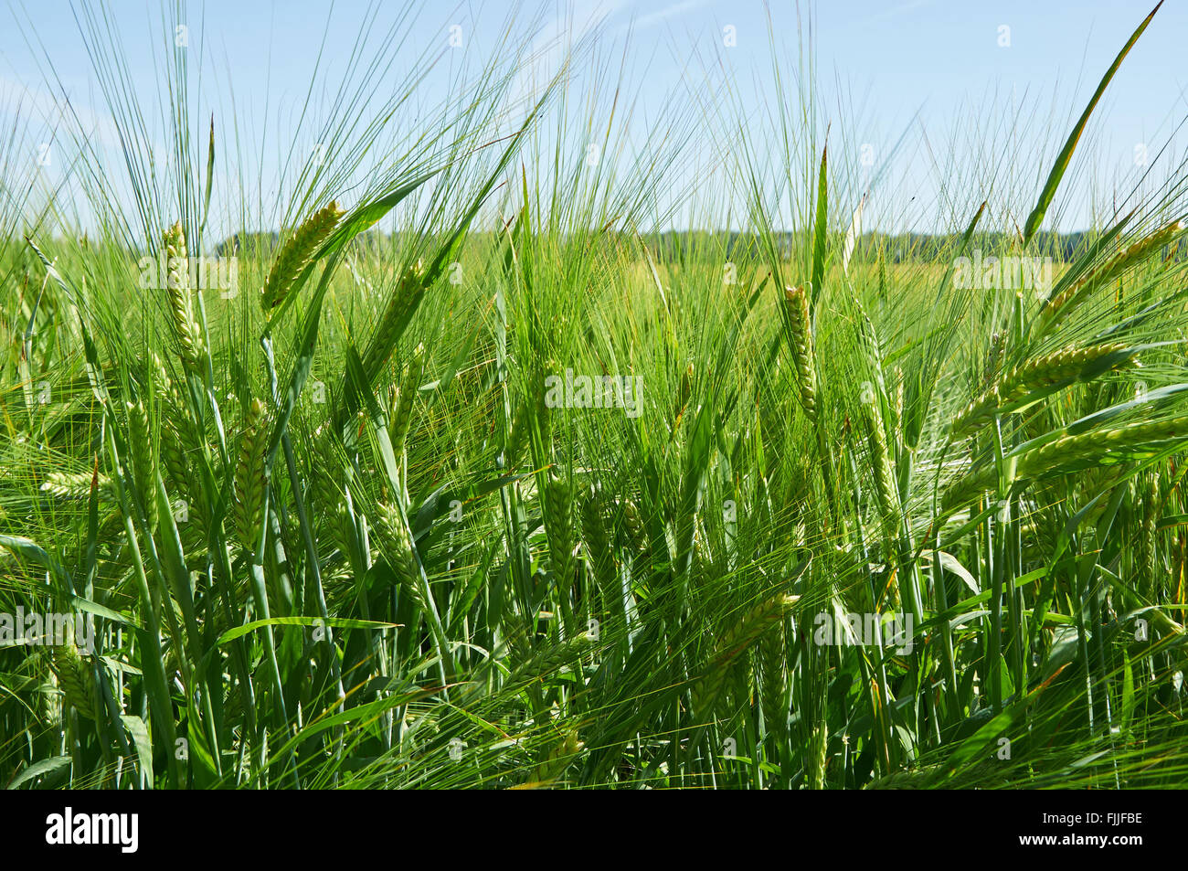 Campo di orzo con quasi mature orecchie verde Foto Stock