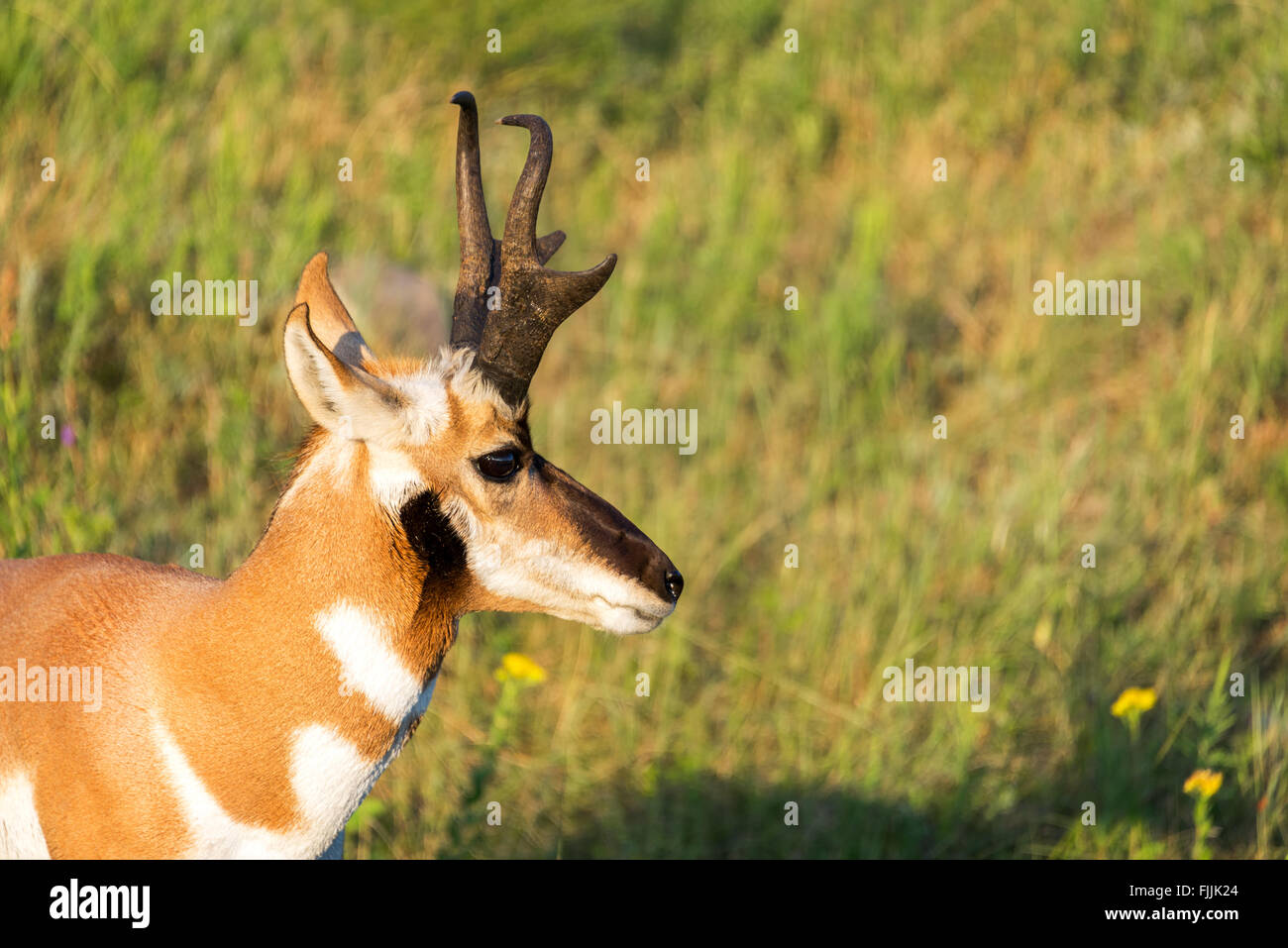 Primo piano di un pronghorn antelope nel Custer State Park nel Sud Dakota Foto Stock