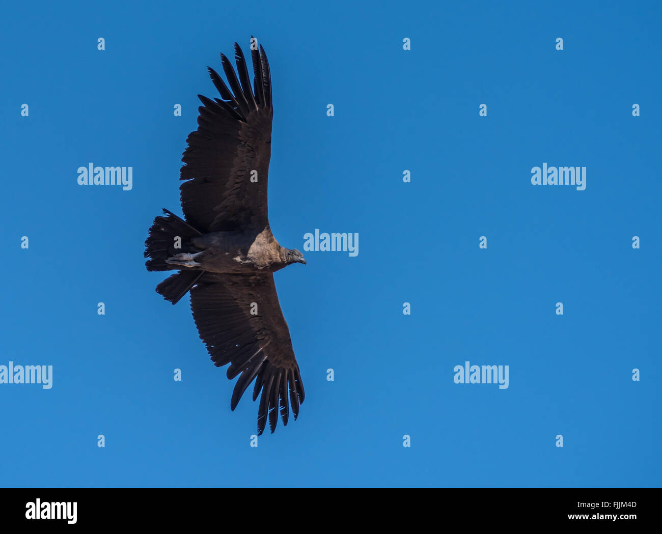 Condor andino, simbolo nazionale del Perù Foto Stock