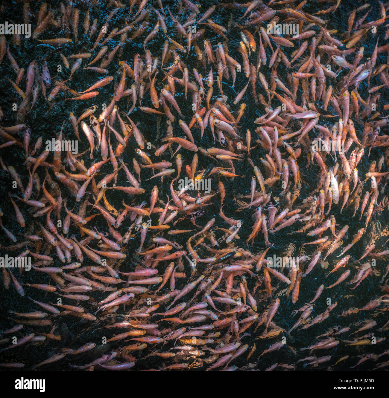 Scuola di goldfishes, Madu Ganga, Sri Lanka Foto Stock