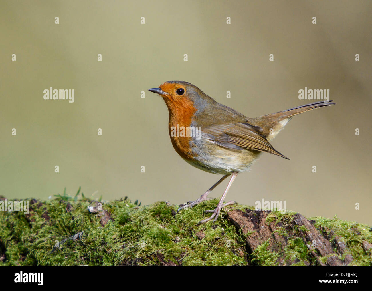 Robin cantando su un vecchio albero caduto. Il Regno Unito preferito di uccello. Foto Stock