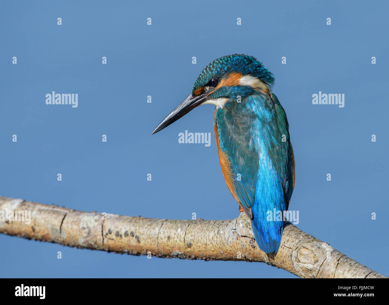 Kingfisher pesca dal pesce persico Foto Stock