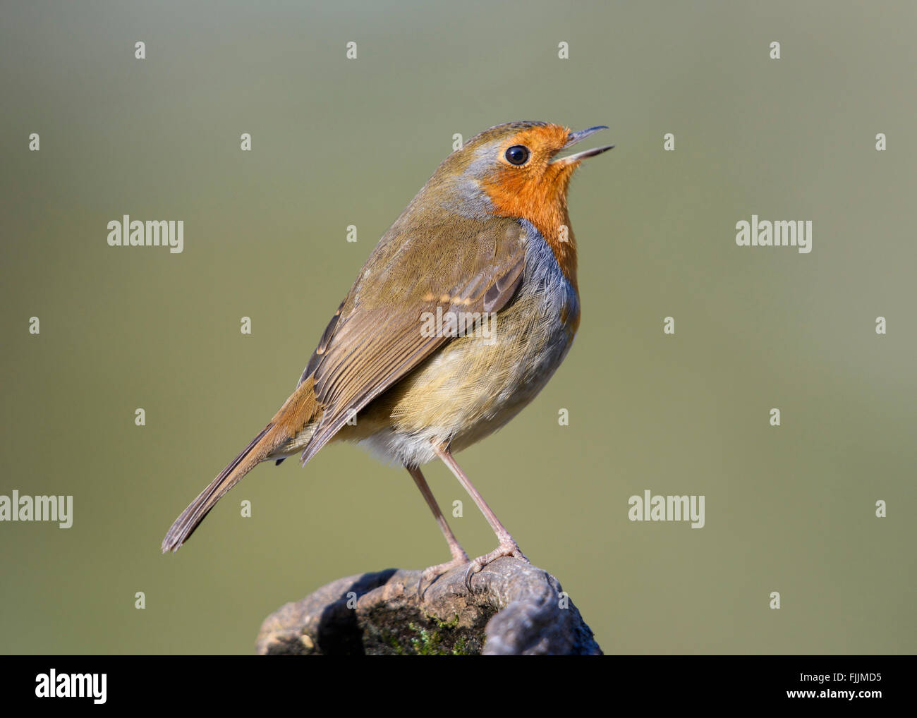 Robin cantando su un vecchio albero caduto. Il Regno Unito preferito di uccello. Foto Stock