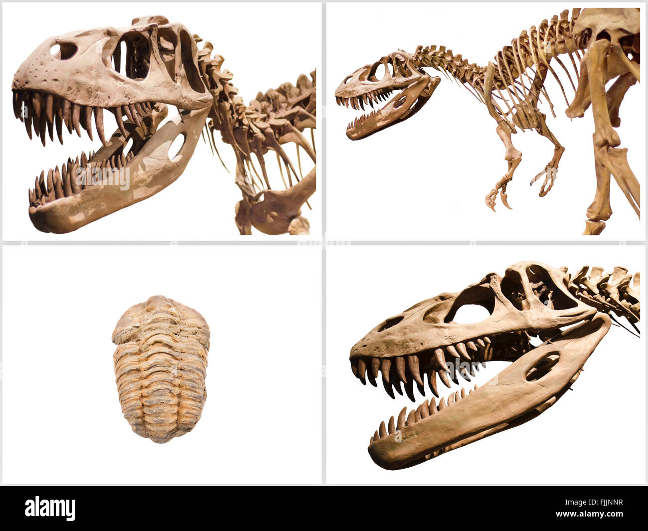 Set di scheletro di dinosauri e fossili di trilobiti, bianco su sfondo isolato. Foto Stock