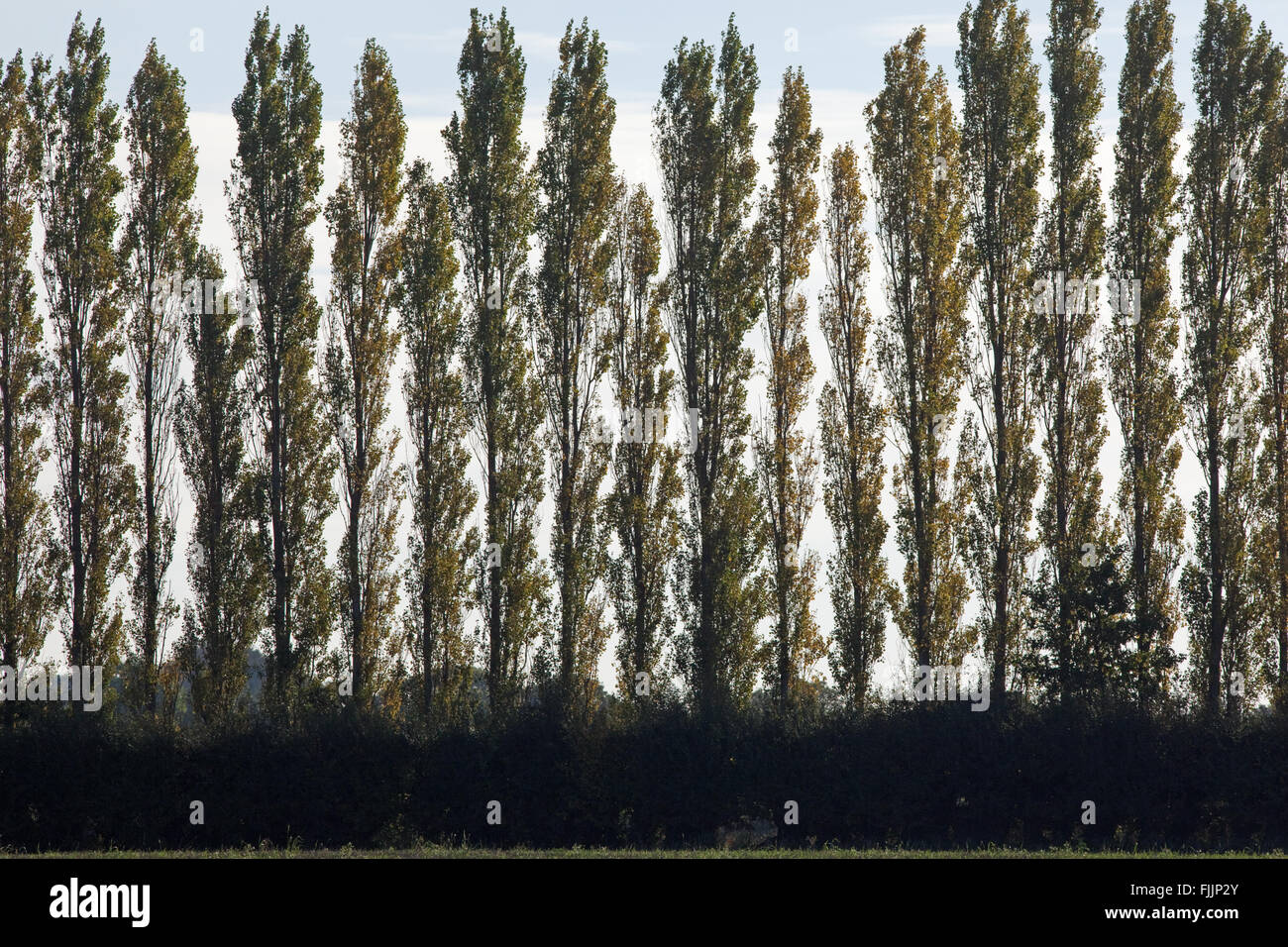 Lombardia sugli alberi di pioppo (Populus nigra "Italica"). A volte piantato a schermata percepito l' occhio-piaghe all' interno del paesaggio. Foto Stock