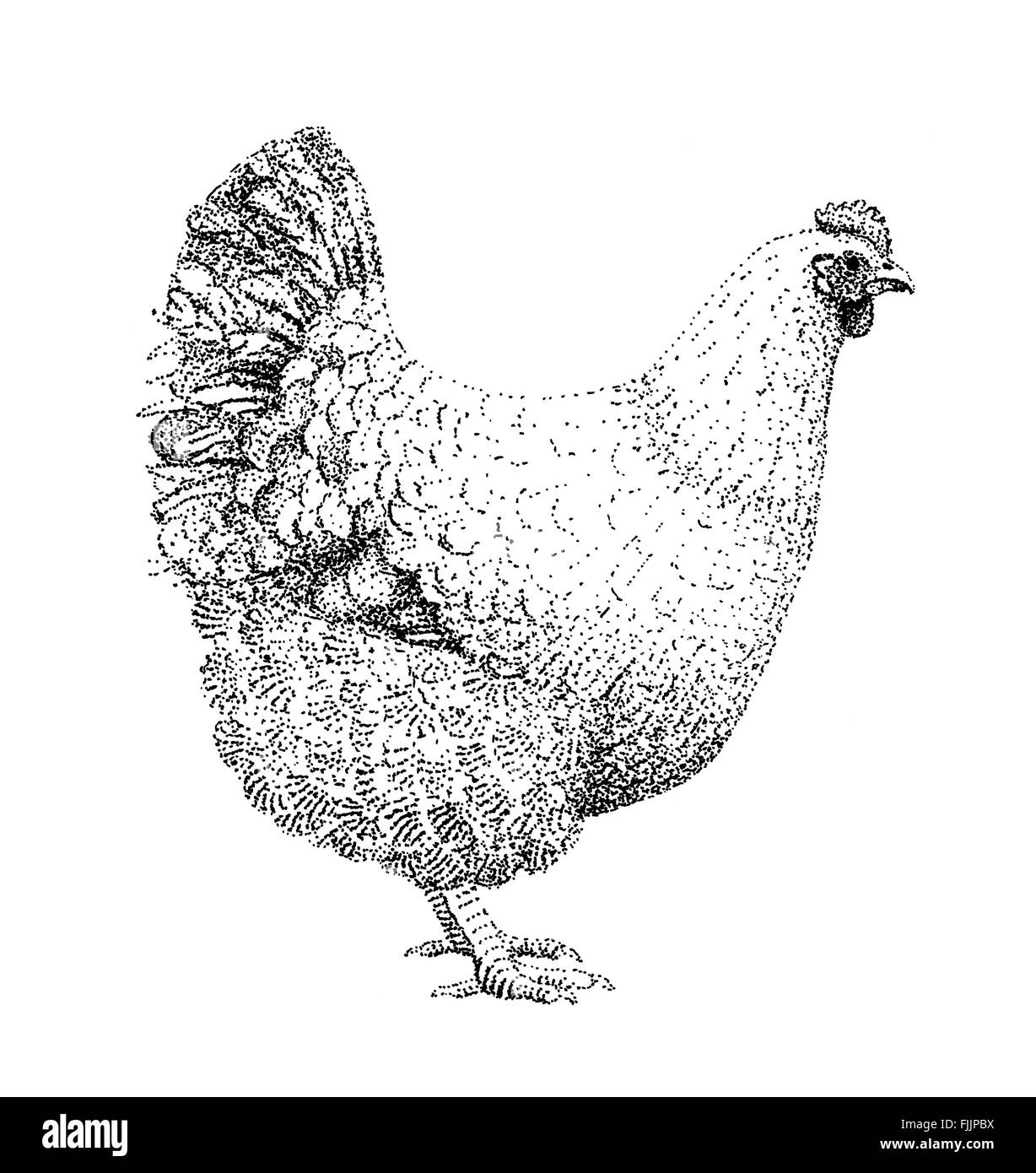 Free range hen illustrazione vecchio stile di litografia Foto Stock