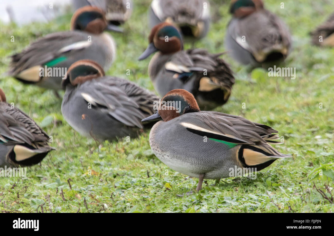 Unione Teal anatre "Anas crecca' Foto Stock