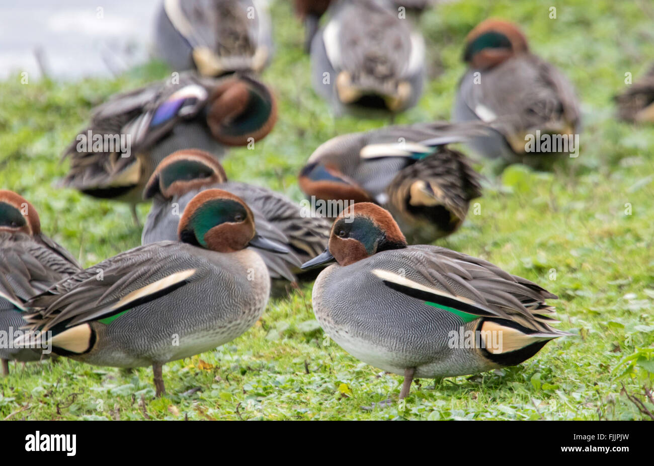 Unione Teal anatre "Anas crecca' Foto Stock