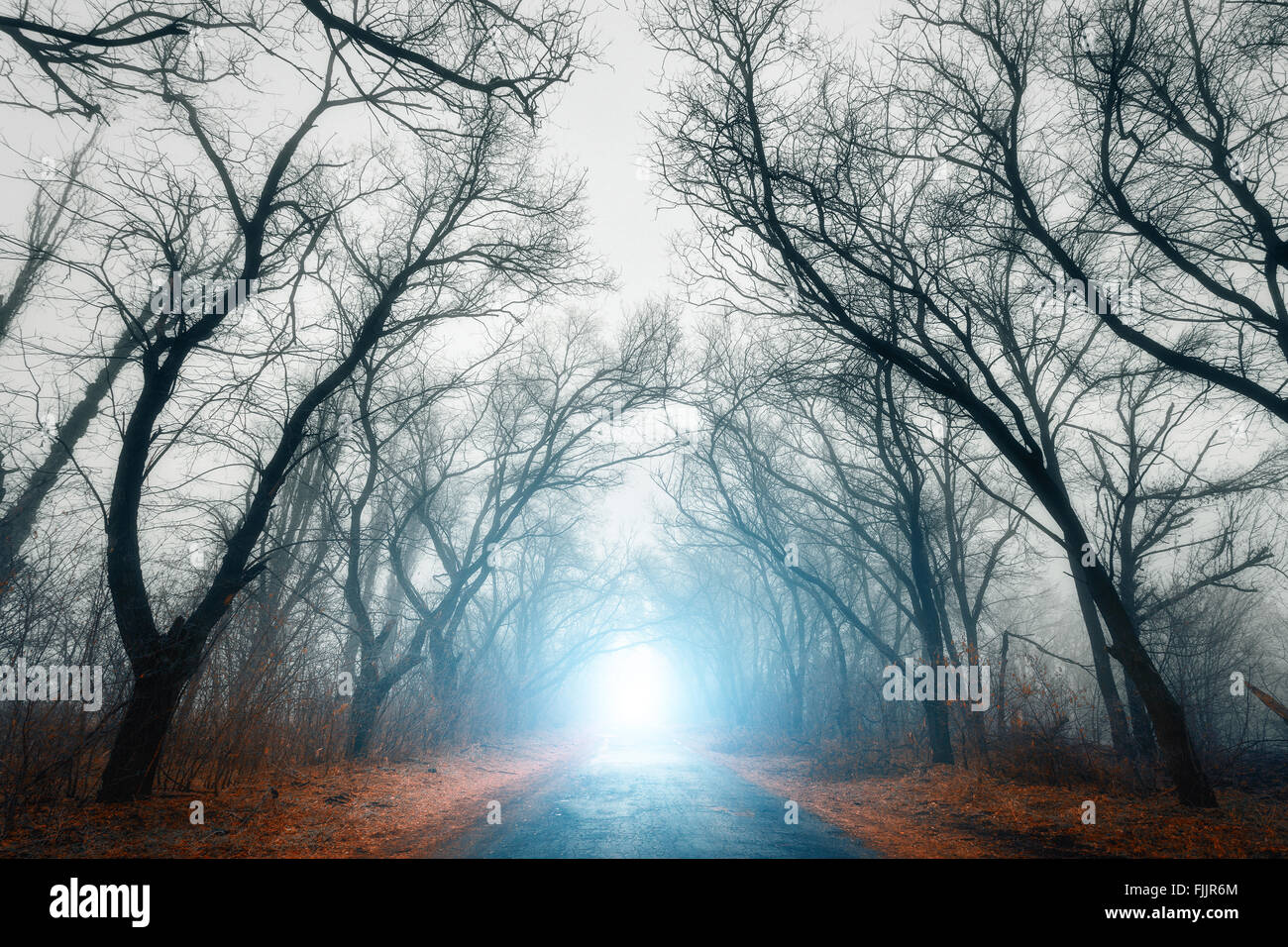 La strada che passa attraverso la paura misteriosa foresta con luce blu in caso di nebbia in autunno. Magic alberi. Natura brumoso paesaggio Foto Stock