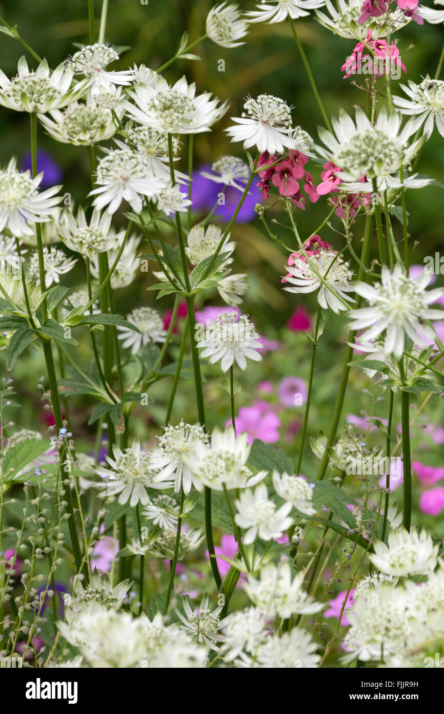 Astrantia Major o grande Masterwort, England, Regno Unito Foto Stock