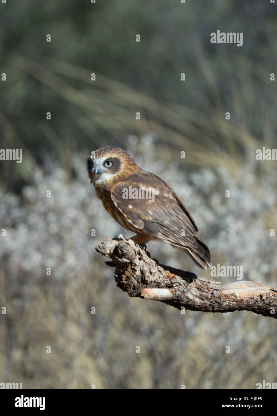 Boobook meridionale (Ninox novaeseelandiae), il Parco del Deserto Alice Springs, Territorio del Nord, l'Australia Foto Stock