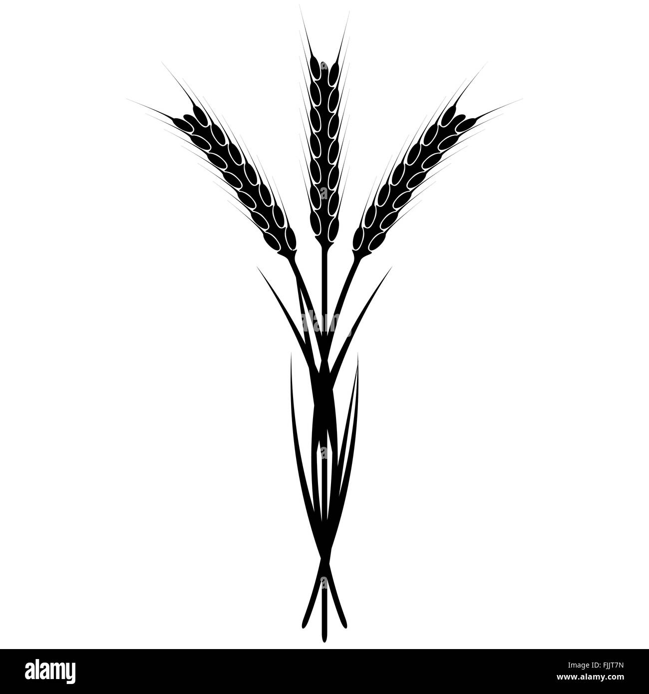 Orecchio Wheaten Illustrazione Vettoriale