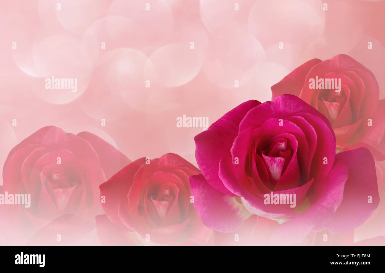 Romantico rose rosa e caduta di acqua abstract pastello sullo sfondo di san valentino Foto Stock