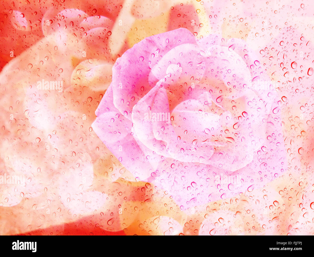 Romantica rosa ombra con acqua goccia su vetro lastra a specchio per astratta sfondo di san valentino Foto Stock