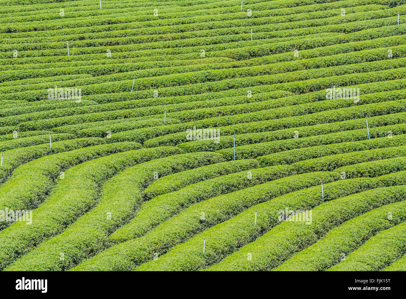 Choui Fong la piantagione di tè Foto Stock