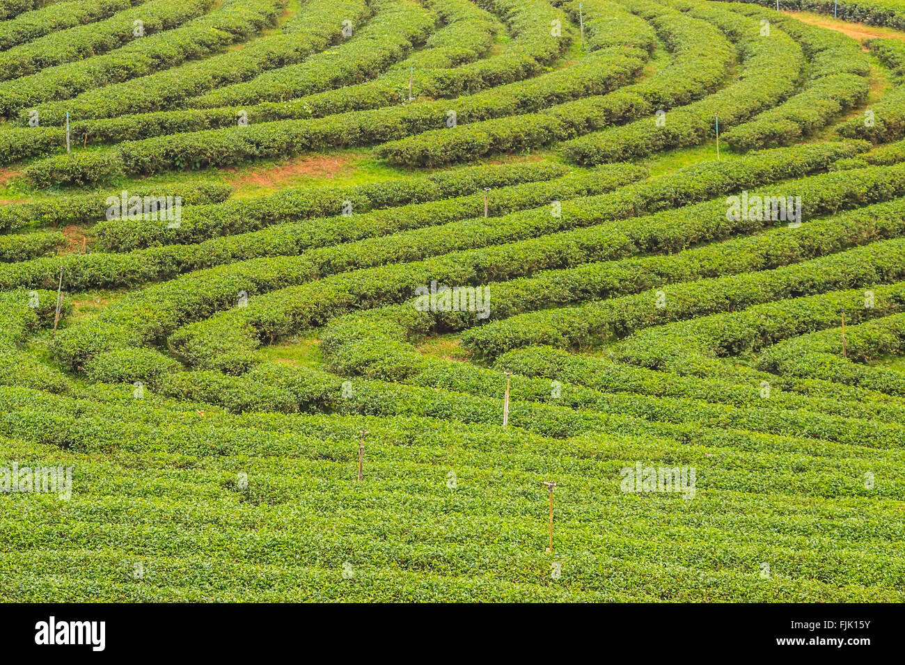 Choui Fong la piantagione di tè Foto Stock