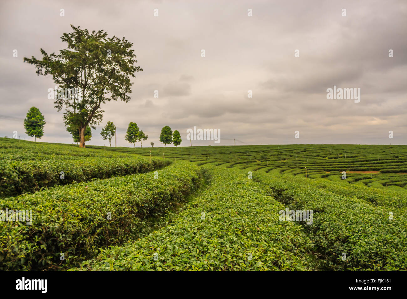 Choui Fong la piantagione di tè Foto Stock