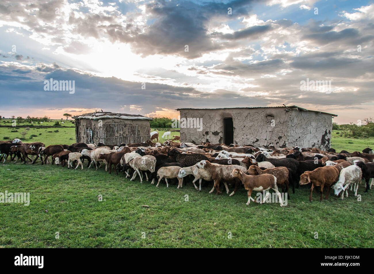 Bovini e caprini essendo ammassati in un villaggio in Africa Foto Stock