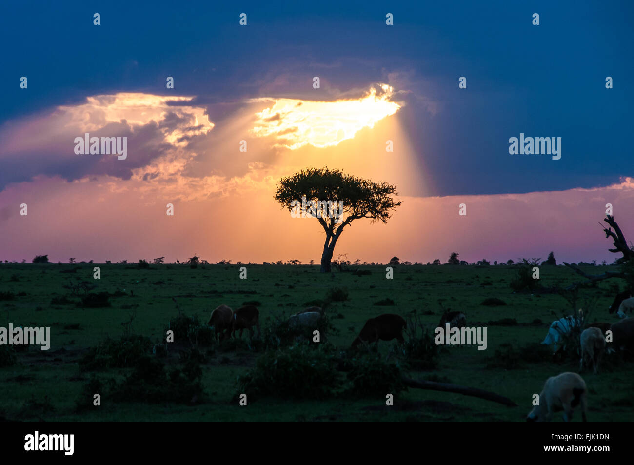 Tramonto su un lone tree in Africa Foto Stock