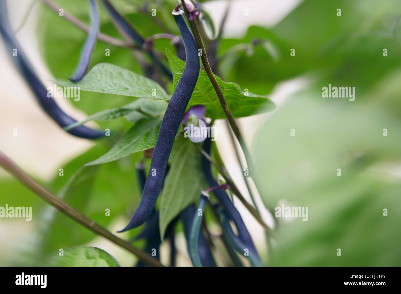 Fagioli viola Foto Stock