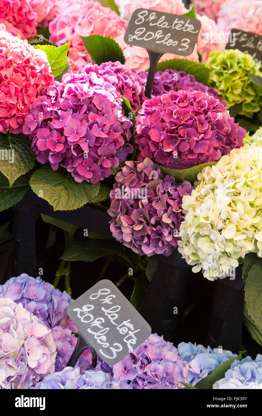 Colorati fiori di ortensie in vendita presso un fiorista locale negozio a Parigi, Francia Foto Stock
