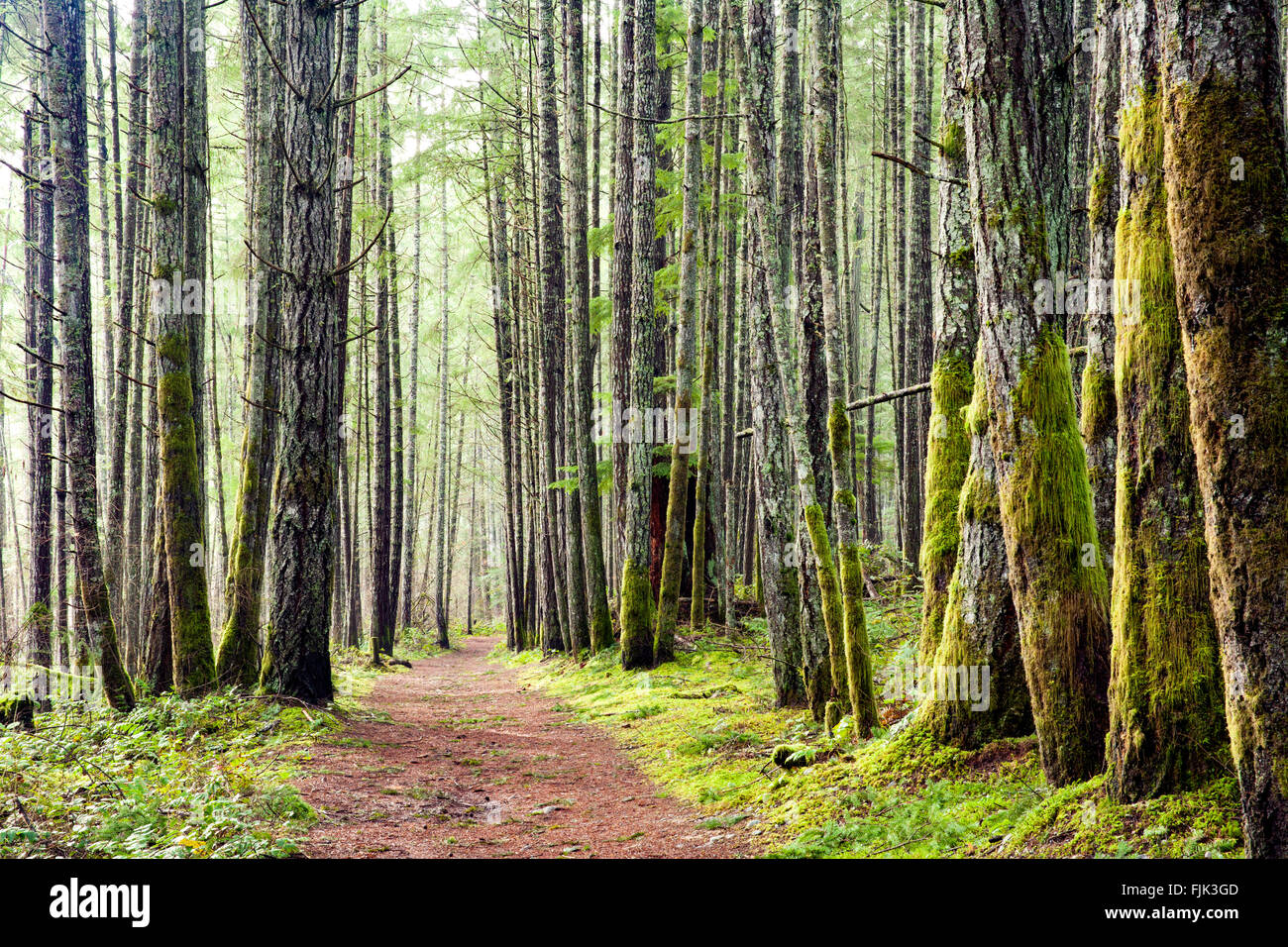 Sentiero forestale in Duncan, Isola di Vancouver, British Columbia, Canada Foto Stock