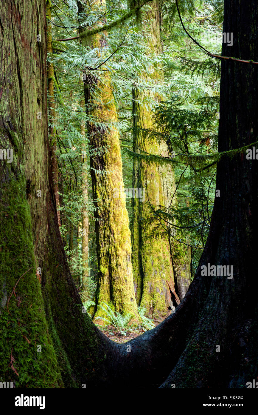 Cattedrale Grove si trova in MacMillan Parco Provinciale, Isola di Vancouver, British Columbia, Canada Foto Stock