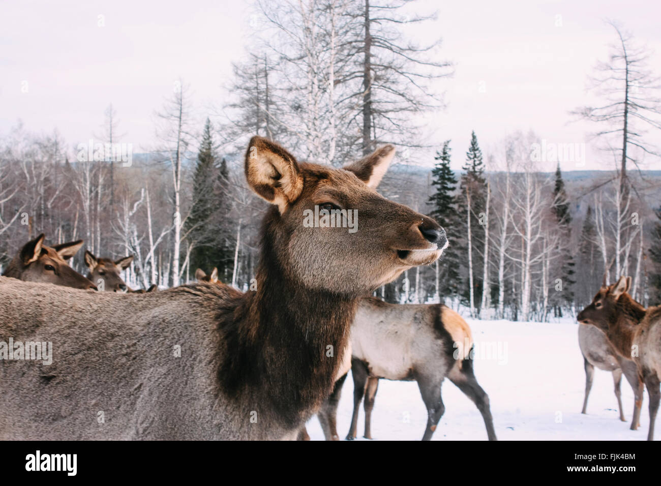 Ritratto di maestose adulto cervi nella foresta di inverno Foto Stock