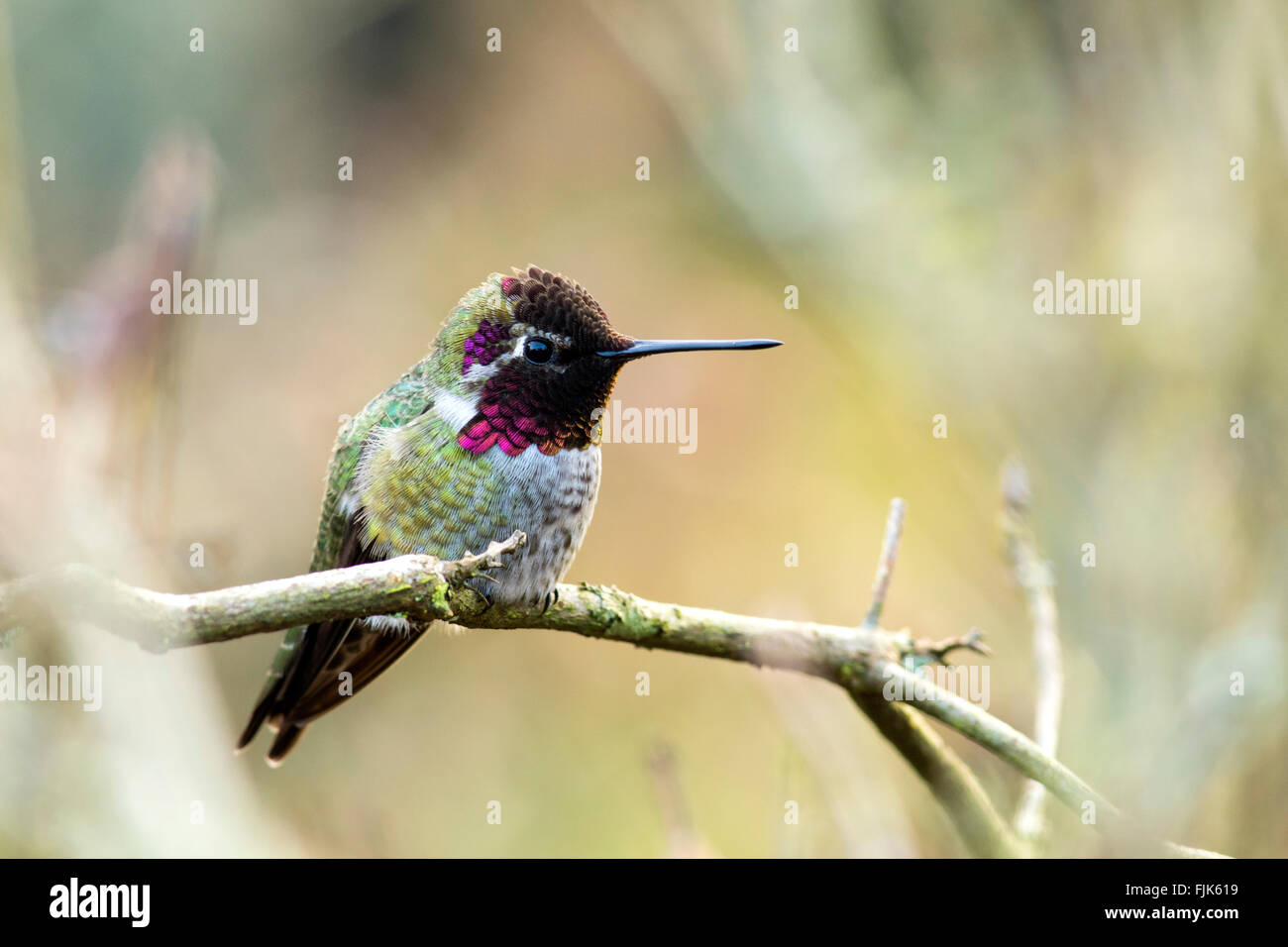Anna's Hummingbird - Beacon Hill Park, Victoria, Isola di Vancouver, British Columbia, Canada Foto Stock