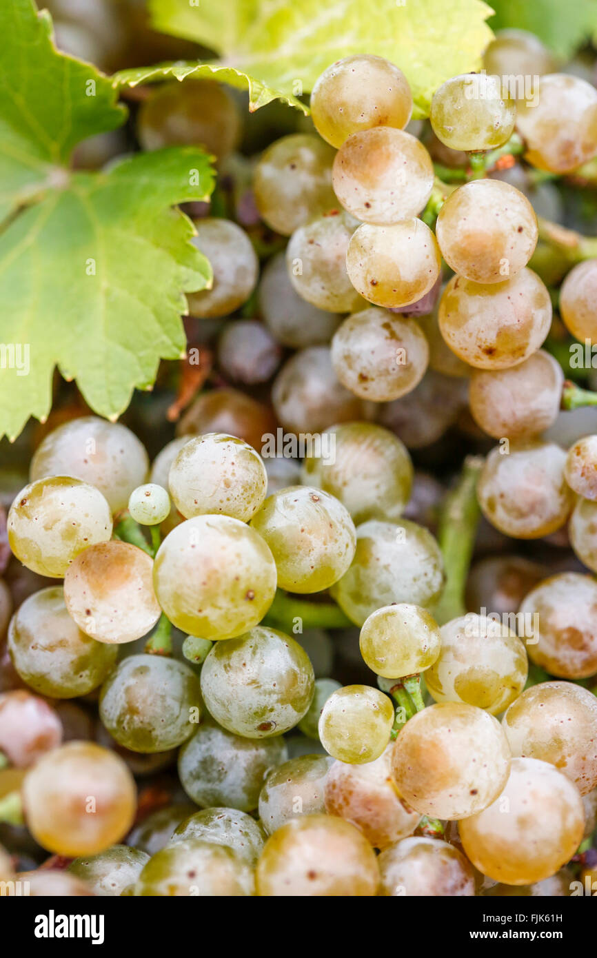 Close-up dettaglio di ripe Riesling vino bianco uva e foglie Foto Stock