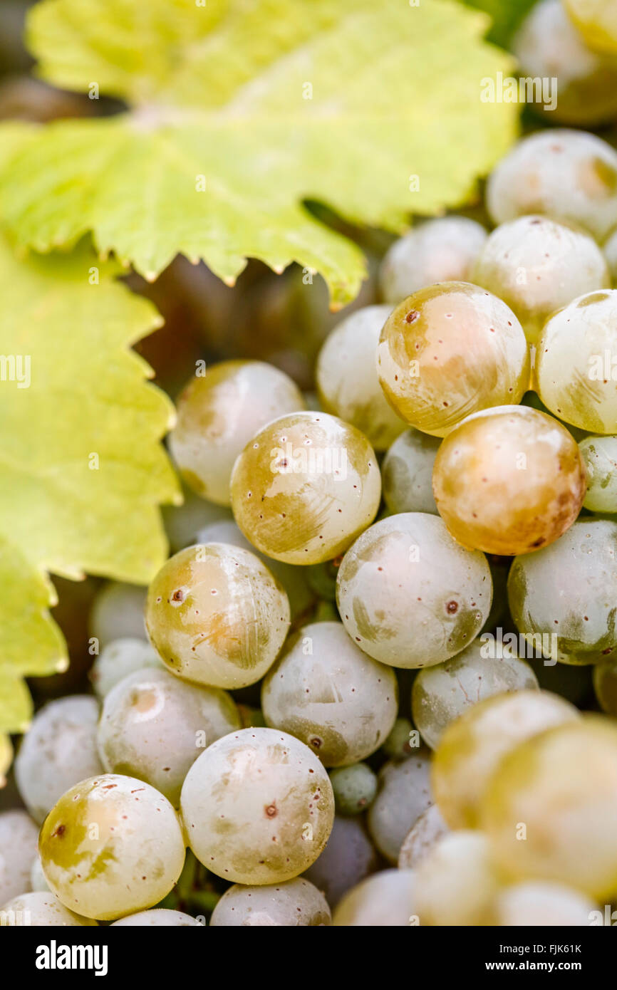 Close-up dettaglio di ripe Riesling vino bianco uva e foglie Foto Stock