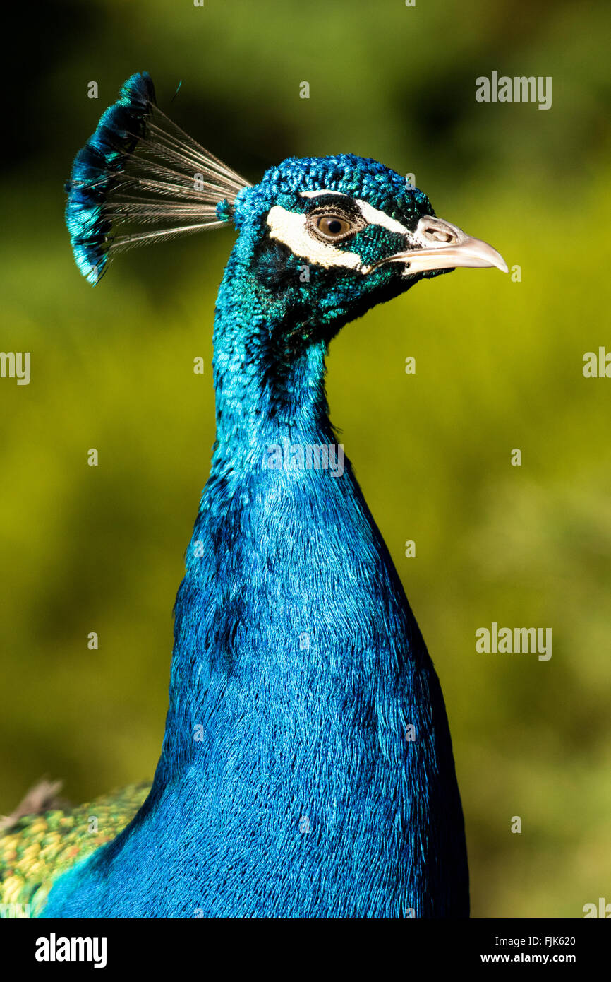 Peafowl indiano o Peacock (Pavo cristatus) - Beacon Hill Park, Victoria, Isola di Vancouver, British Columbia, Canada Foto Stock