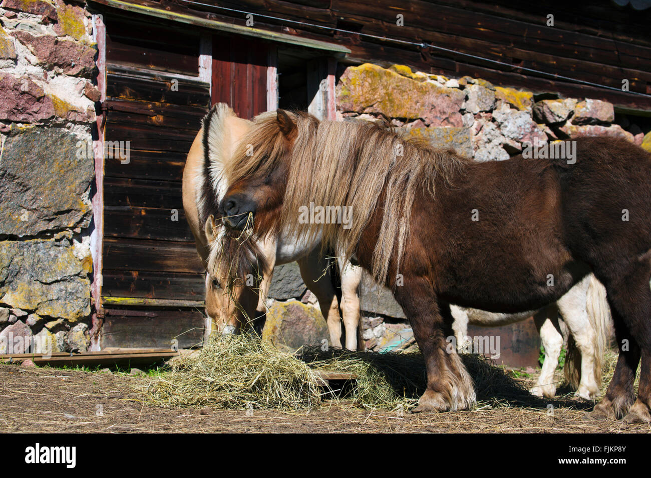 Pony Shetland mangiare in antico paesaggio rurale Foto Stock