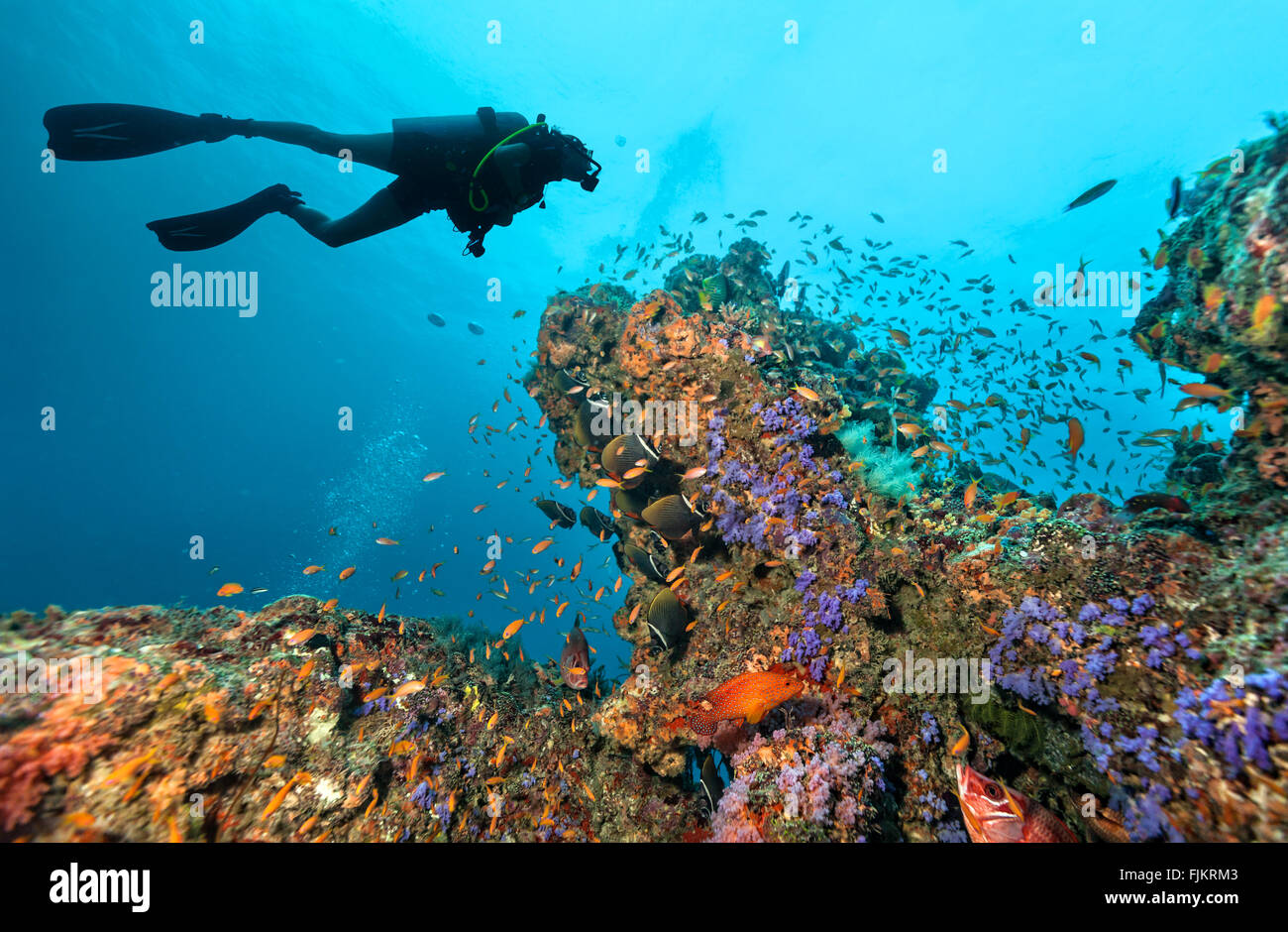 Scuba Diver esplorare una barriera corallina Foto Stock