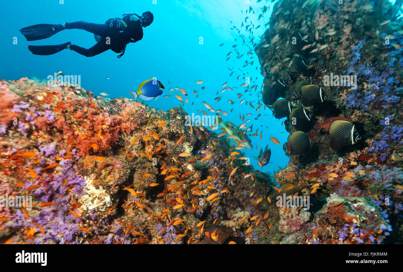 Scuba Diver esplorare una barriera corallina Foto Stock